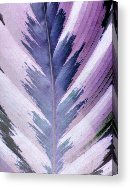 Plant Acrylic Print featuring the photograph Plant Pattern - PhotoPower 1833 by Pamela Critchlow