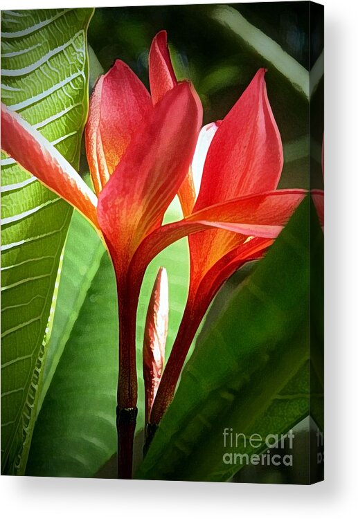 Hawaii Acrylic Print featuring the digital art Plumerias by Dorlea Ho