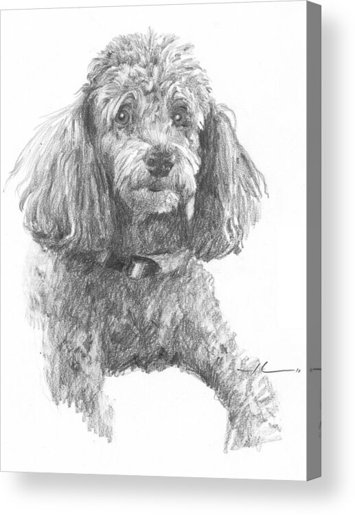 <a Href=http://miketheuer.com Target =_blank>www.miketheuer.com</a> Poodle Pencil Portrait Acrylic Print featuring the drawing Poodle Pencil Portrait by Mike Theuer