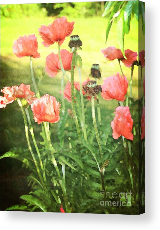 Flower Acrylic Print featuring the photograph Poppies by Rosemary Aubut
