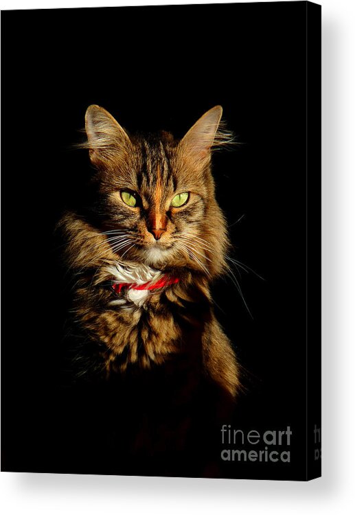Cat Acrylic Print featuring the photograph Portrait of a tramp cat- Two part by Binka Kirova