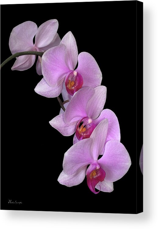 Orchids Acrylic Print featuring the photograph Pretty In Pink by Vickie Szumigala