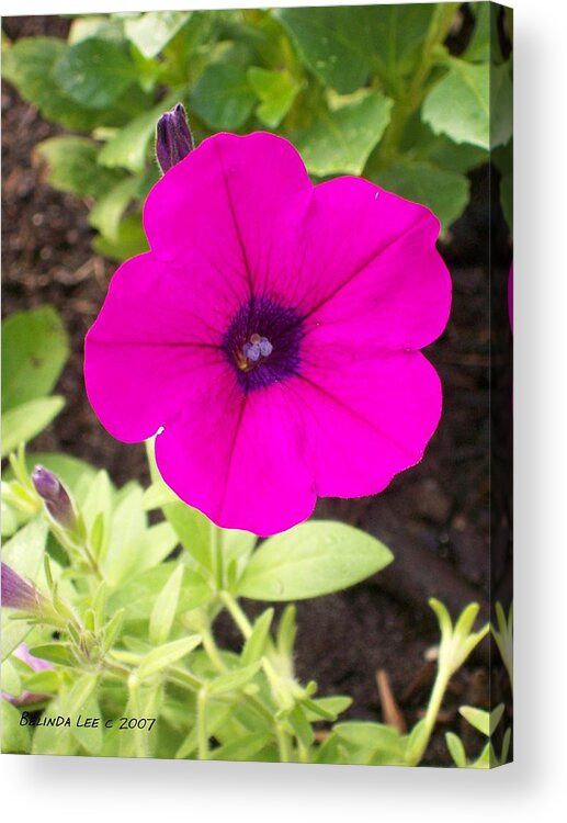 Beautiful Purple Petunia In Bloom. Notice The Dark Purple Ring Inside? Acrylic Print featuring the photograph Purple Beauty by Belinda Lee