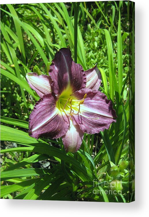 Lily Acrylic Print featuring the photograph Purple Lily by Wendy Coulson