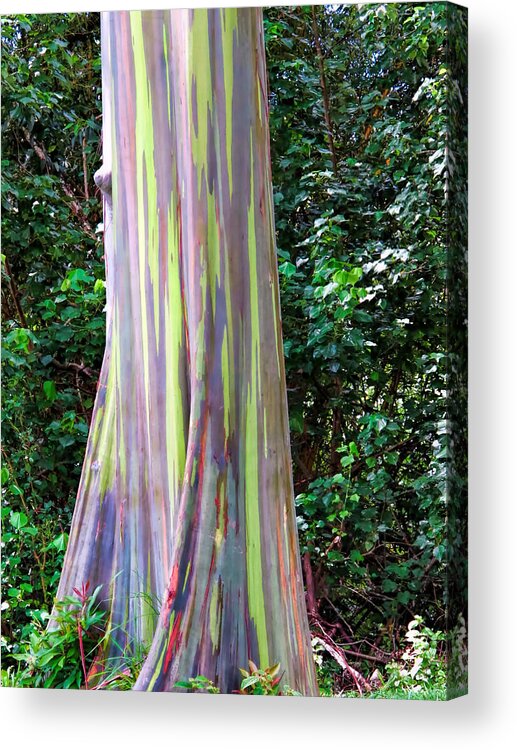 Hawaii Acrylic Print featuring the photograph Rainbow Eucalyptus 3 by Dawn Eshelman
