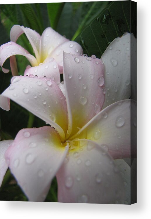 Plumeria Acrylic Print featuring the photograph Raindrops by Beth Vincent