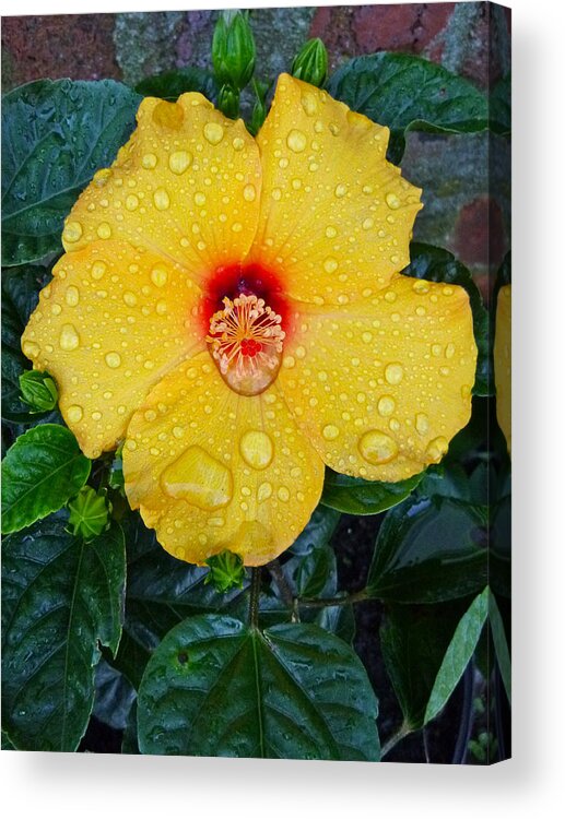 Flower Acrylic Print featuring the photograph Raindrops by Ellen Paull