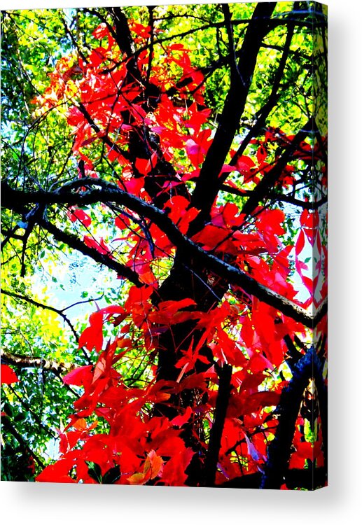 Red Creeper 2 Acrylic Print featuring the photograph Red Creeper 2 by Darren Robinson