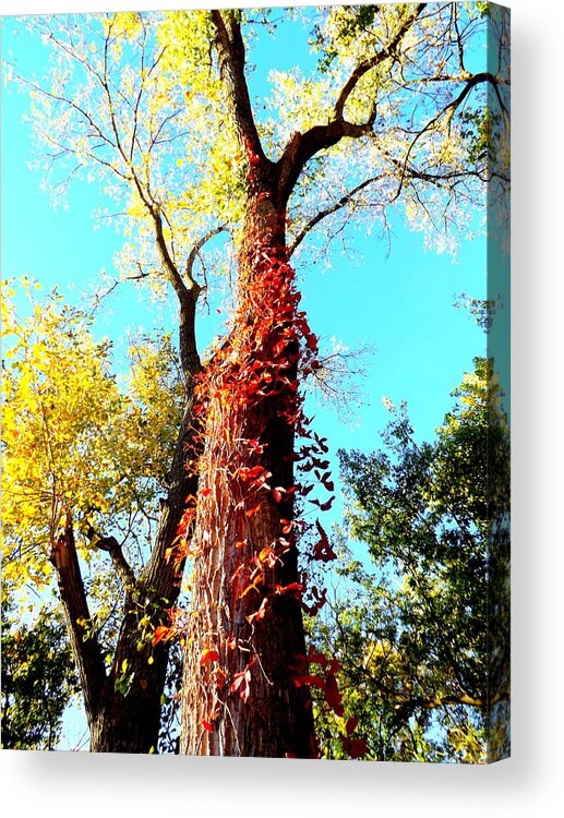 Red Creeper Acrylic Print featuring the photograph Red Creeper by Darren Robinson