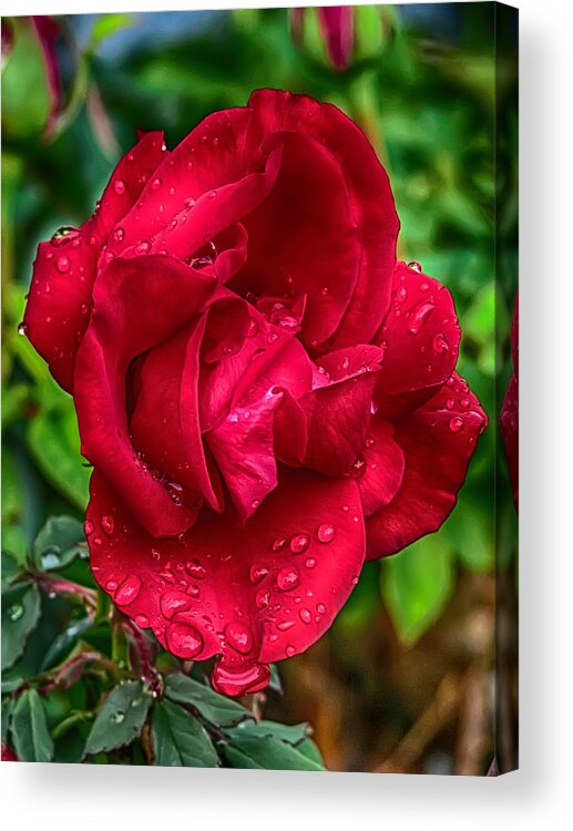 Rose Acrylic Print featuring the photograph Red Red Rose by John Haldane