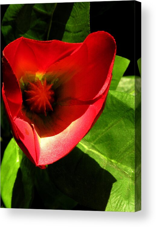 Flower Acrylic Print featuring the photograph Red Tropical Flower by Robert Lozen