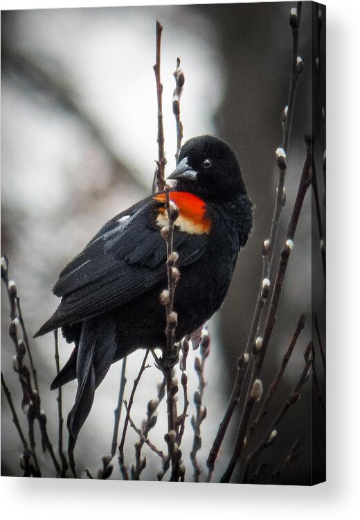Bird Acrylic Print featuring the photograph Red Winged Blackbird in Pussy Willows by Patti Deters
