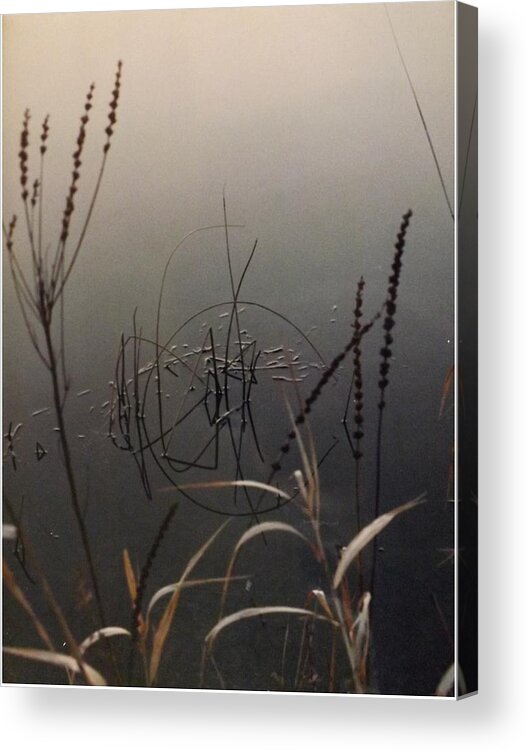Watery Acrylic Print featuring the photograph Reed Reflections by Bill TALICH