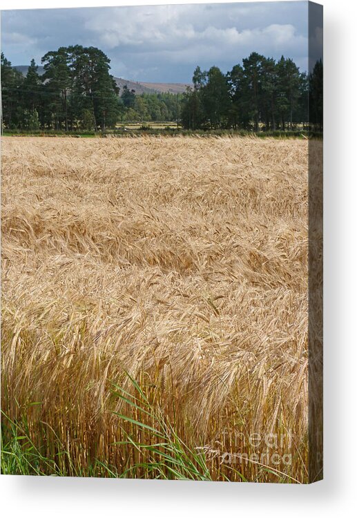 Barley Acrylic Print featuring the photograph Ripening Barley - Speyside by Phil Banks