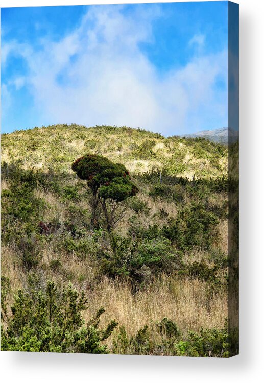 Hawaii Acrylic Print featuring the photograph Road to Haleakala 22 by Dawn Eshelman