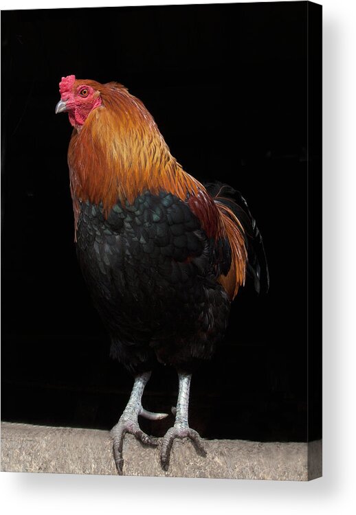 Animal Themes Acrylic Print featuring the photograph Rooster Sitting On Fence Near Barn by Vicky Kasala Productions