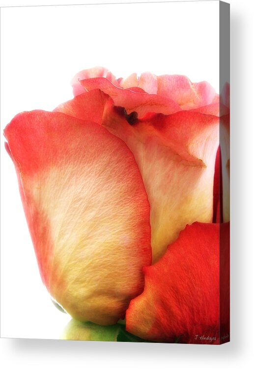 Rose Acrylic Print featuring the photograph Rose Bud 1 by Joseph Hedaya