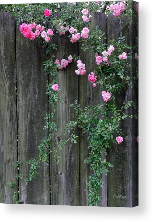 Rose Acrylic Print featuring the photograph Rose Fence by Deborah Crew-Johnson
