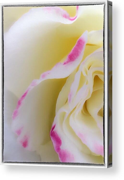 Abstract Acrylic Print featuring the photograph Rose by Jonathan Nguyen