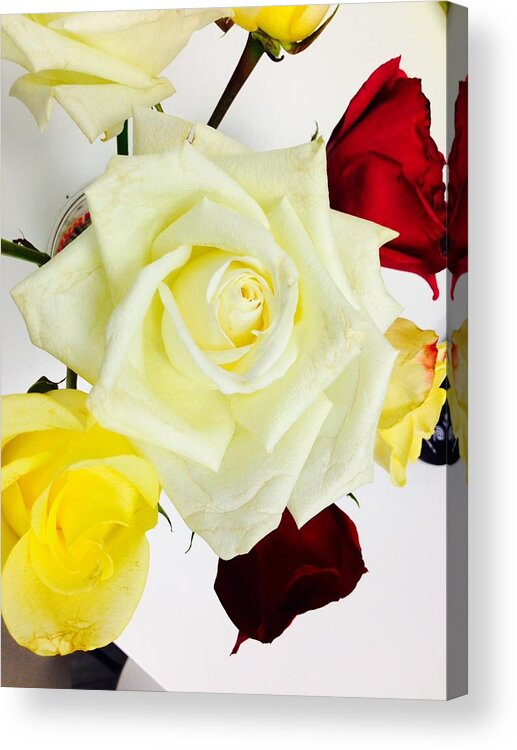 Roses Acrylic Print featuring the photograph Roses by Felix Zapata