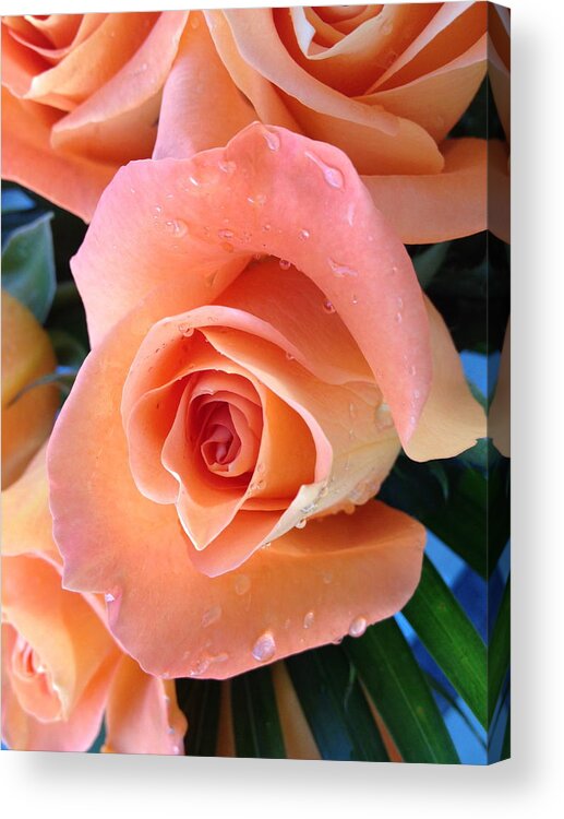 Roses Acrylic Print featuring the photograph Roses by Paula Brown