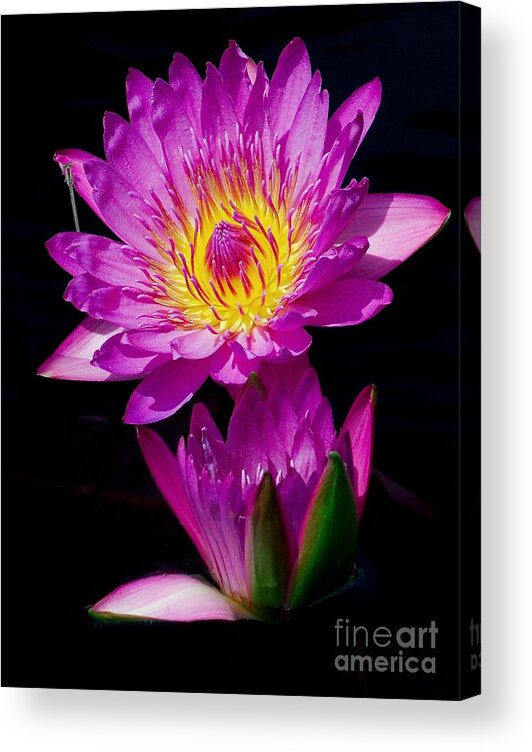 Aquatic Acrylic Print featuring the photograph Royal Lily by Nick Zelinsky Jr