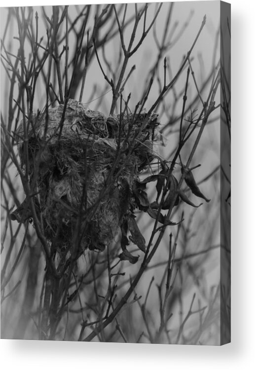 Bird Nest Acrylic Print featuring the photograph Same Time Next Year by Thomas Young