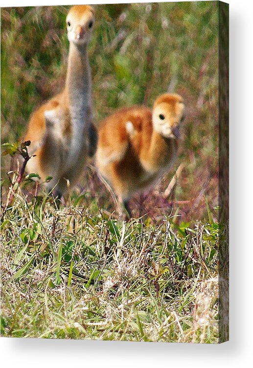 Animals Acrylic Print featuring the photograph Sandhill Chicks by Christopher Mercer