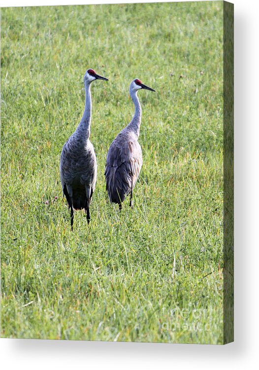 Sandhill Crane Acrylic Print featuring the photograph Sandhill Cranes in Wisconsin by Debbie Hart