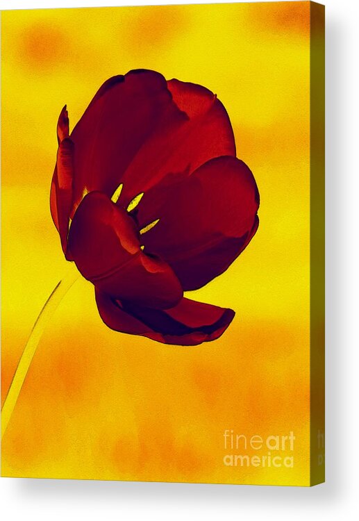 Tulip Acrylic Print featuring the photograph Scarlet Tulip At Sunset by Sharon Woerner