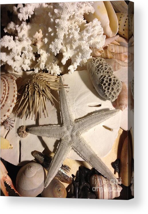 Shells Acrylic Print featuring the photograph Sea Finds by M West