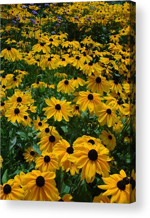 Field Acrylic Print featuring the photograph Sea of Sunshine by Catherine Arcolio