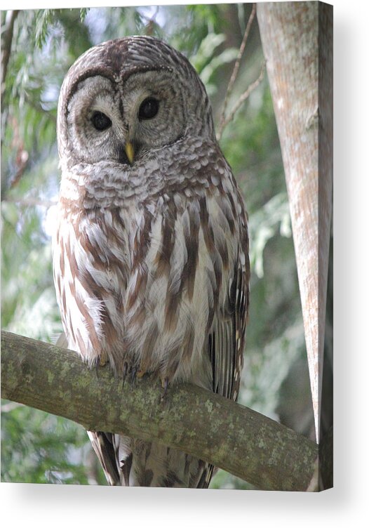 Owl Acrylic Print featuring the photograph Security Cam by Randy Hall