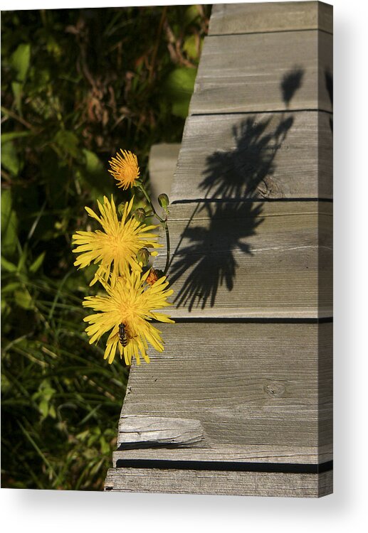 Nature Acrylic Print featuring the photograph Shadowplay by Rhonda McDougall