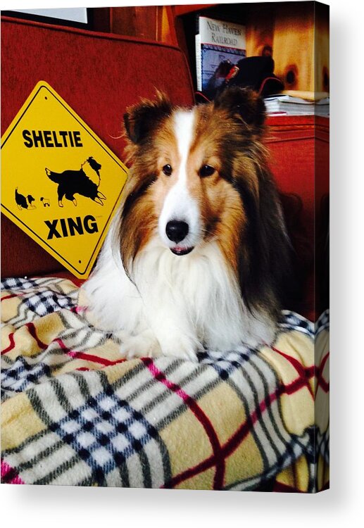 Sheltie Acrylic Print featuring the photograph Sheltie Crossing by Hayley Holzhacker