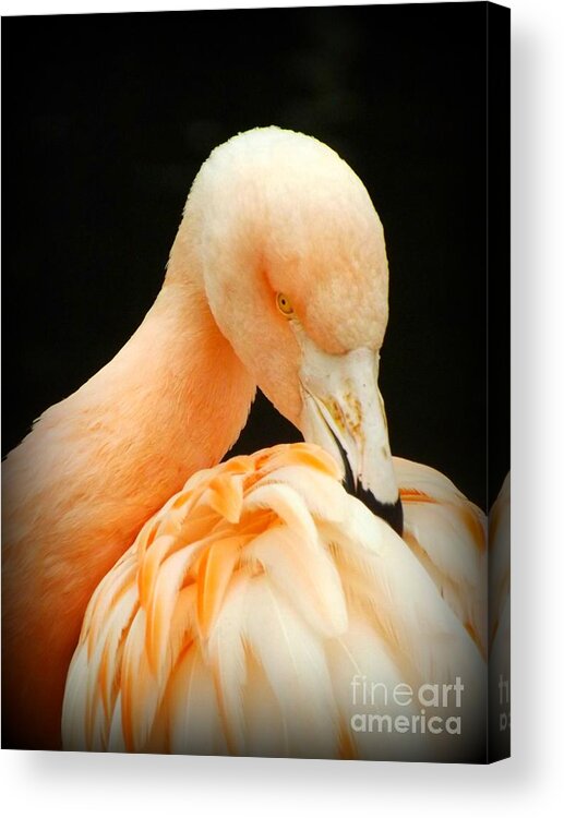 Flamingo Acrylic Print featuring the photograph Shy by Clare Bevan