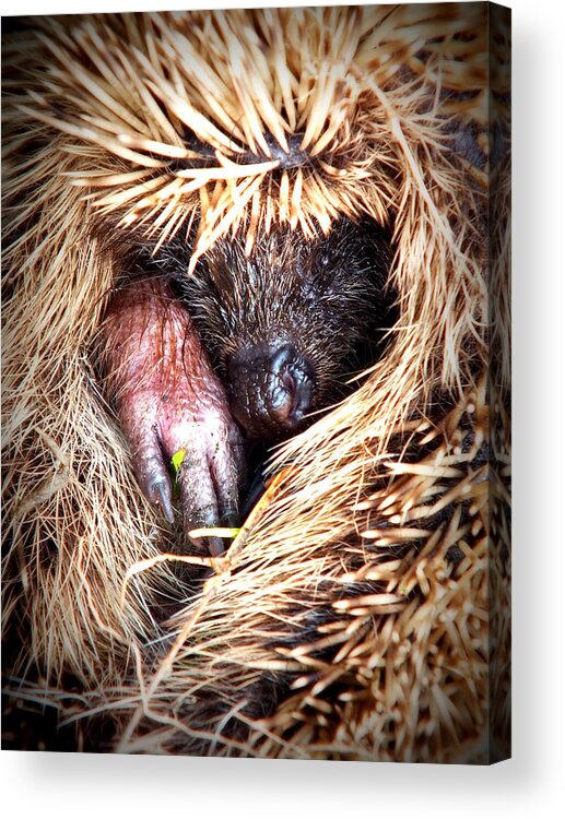 Cute Acrylic Print featuring the photograph Shy hedgehog by Guy Pettingell