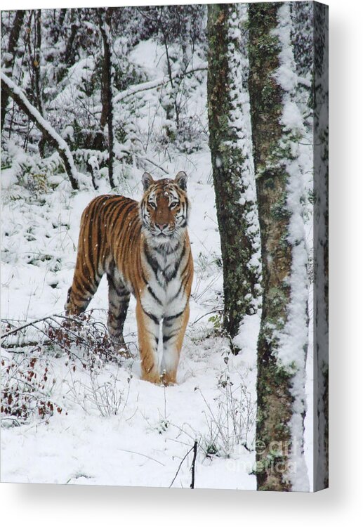 Amur Tiger Acrylic Print featuring the photograph Siberian Tiger - snow wood by Phil Banks