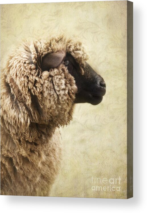 Sheep Acrylic Print featuring the photograph Side Face Of A Sheep by Priska Wettstein