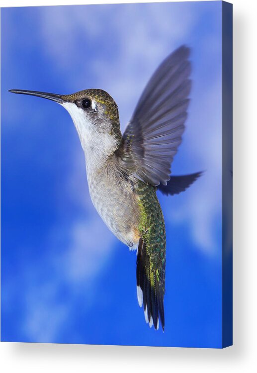 Ruby-throated Hummingbird Acrylic Print featuring the photograph Sky Blue Flyer by Leda Robertson