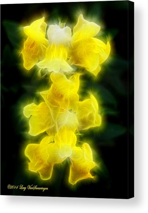 Flower Acrylic Print featuring the photograph Snappy Dragons by Lucy VanSwearingen