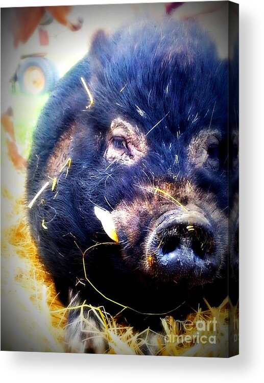 Hog Acrylic Print featuring the photograph Snort by Heather L Wright
