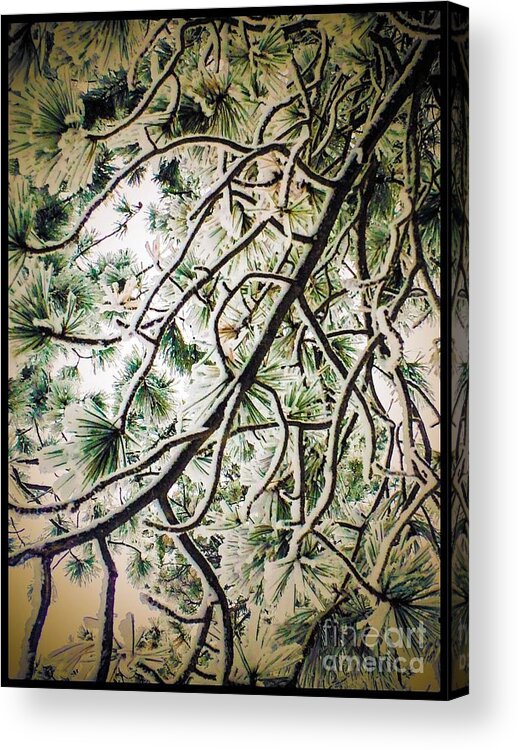 Photography Acrylic Print featuring the photograph Snow and Pine by William Wyckoff