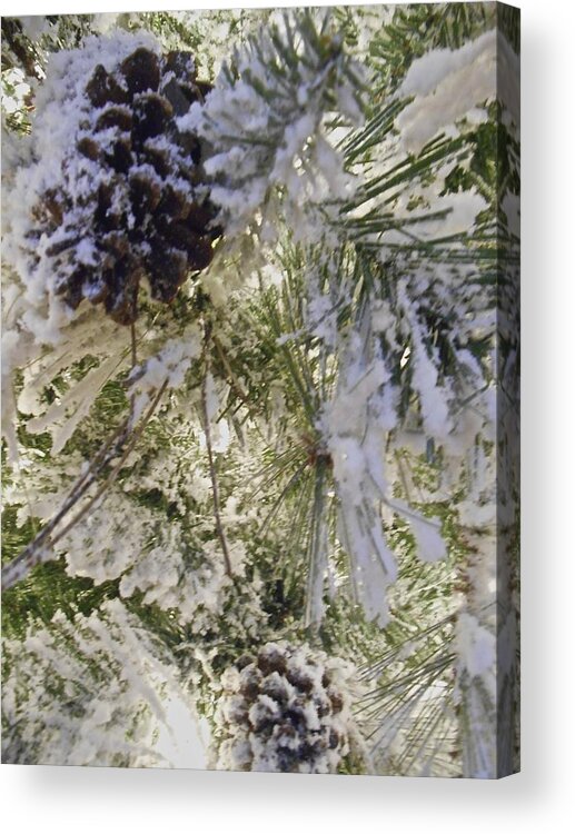 Pine Tree Acrylic Print featuring the photograph Snow on Pine tree by Joan Reese