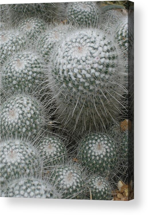 Cactus Acrylic Print featuring the photograph Snowy Cactus by Carolyn Jacob