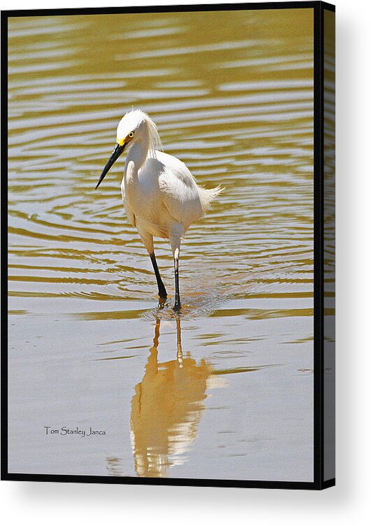 Snowy Egret Looking For Fish Acrylic Print featuring the photograph Snowy Egret Looking For Fish by Tom Janca