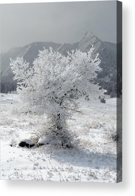 Snowy Acrylic Print featuring the photograph Snowy Tree by Aaron Spong
