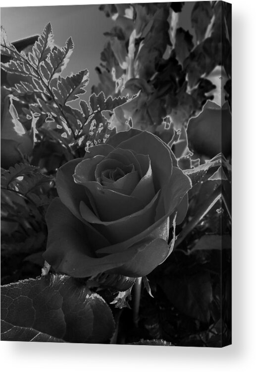 Floral Acrylic Print featuring the photograph Solarized Rose by Scott Kingery