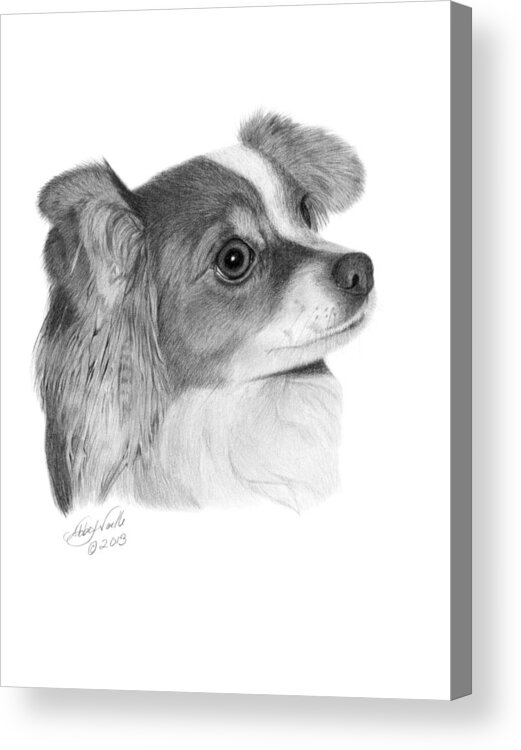 Papillon Acrylic Print featuring the drawing Sophie - 013 by Abbey Noelle