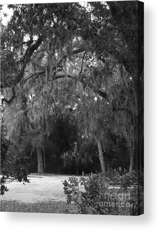 St.augustine Acrylic Print featuring the photograph Spanish Moss of St.Augustine by Brigitte Emme